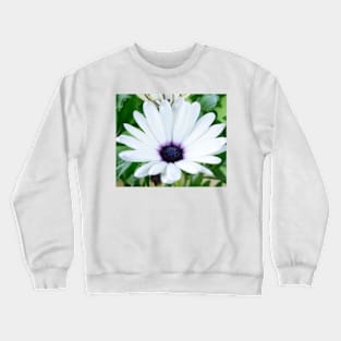 Osteospermum  &amp;#39;Sunny Carlos&amp;#39;  Sunny Series Crewneck Sweatshirt